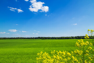 Green grass field and blue sky. Bright sunny summer day.