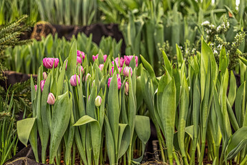 Pink tulips on a flower bed in the garden. Spring. Blooming.