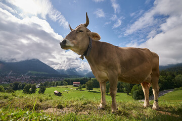 Kuh in der Allg&auml;uer Bergwelt aus der Frosch-Perspektive