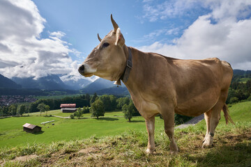 Kuh in der Allgäuer Bergwelt aus der Frosch-Perspektive