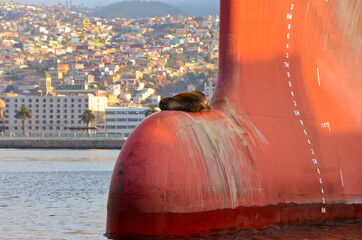 Sleeping sea lion in the port of Valparaiso in Chile 