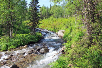 Forest landscape with a mountain river in Khakassia. Russia