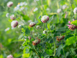 Alsike clover, Trifolium hybridum, European native cultivar, growing on a meadow, used as fodder, closeup with selective focus