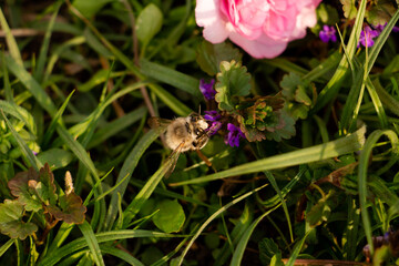 sakura - beautiful red, pink spring bush in the meadow, little bee flies up to the flower, delicate flowers