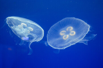 Jellyfish floating underwater, close up. Ear jellyfish swim in the sea water. Aurelia aurita.
