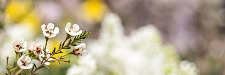 Erica's flowering bush with small flowers in the garden. Spring time.Banner.