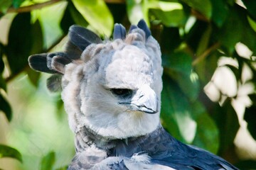 Exotic Harpy Eagle
