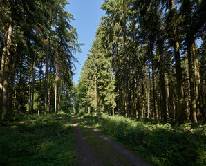 Fototapeta na wymiar Schattiger Weg durch den Sommerwald