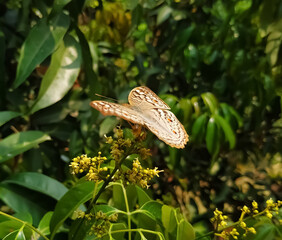 butterfly on a flower