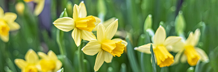 Background from yellow narcissus in the garden. Spring. Blooming flowers. Banner