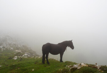 Black horse grazing on a mountain in Asturias (Spain) on a cloudy day with fog