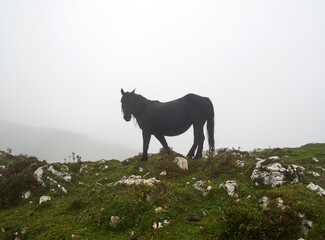 Black horse grazing on a mountain in Asturias (Spain) on a cloudy day with fog