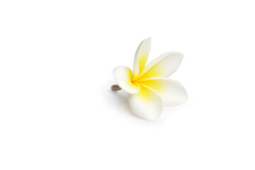Plumeria flowers are isolated on a white background.