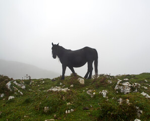 Obraz na płótnie Canvas Black horse grazing on a mountain in Asturias (Spain) on a cloudy day with fog