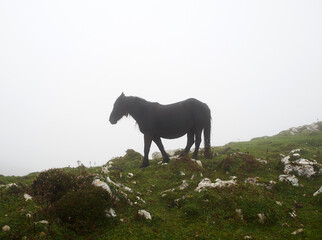 Black horse grazing on a mountain in Asturias (Spain) on a cloudy day with fog