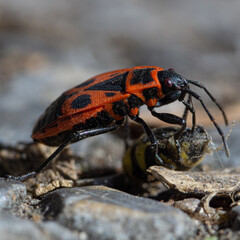 A firebug on a bee cocoon.