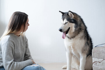 Caucasian attractive woman training alaskan Malamute dog. 
