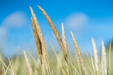 Sea grass at the dunes of the baltic sea. Beach in Marielyst, Denmark.