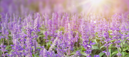 Fototapeta premium Lavender flowers at sunlight and blur background. Lavender field banner design.