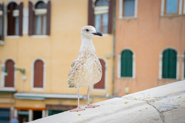 Seagull sitting on the wall in Venice, Italy