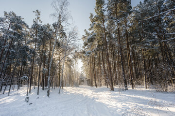 Słoneczny zimowy dzień w lesie