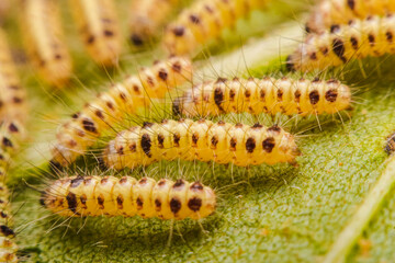 Closeup Butterfly caterpillars have a lot of hair on sunflower leaves.