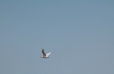white seagulls in the blue sky over the sea