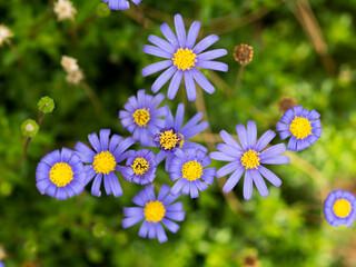 Floral pattern with purple flowers and green leaves, Spring concept.