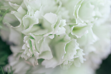 Abstract white minimal flower background with waves and blurred backdrop. Elegant minimal close-up