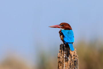 Kingfisher's Perch