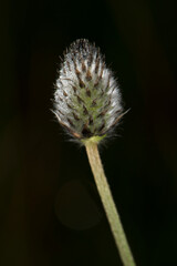 dente di leone, fiore, natura, impianto, verde, semi, primavera, macro, estate, bianco, cardo, erba, flora, lanuginoso, erbaccia, campo, primo piano, testa, naturale, fiorire, fusto, morbido