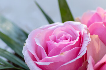Macro of a pink rose in full blow as valentines day bouquet with a blurred background and soft...