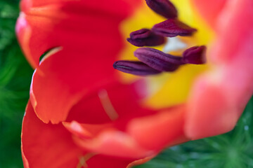 Fototapeta na wymiar Tulips close-up macro with bright colors and pistils in evidence. Details of tulips.