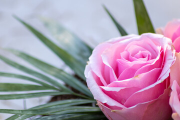 Macro of a pink rose in full blow as valentines day bouquet with a blurred background and soft...