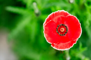 Red Poppy Flower