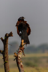 The greater coucal  in tree