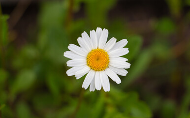 Fototapeta premium chamomile, beautiful white flowers in the meadow, floral background of delicate flowers