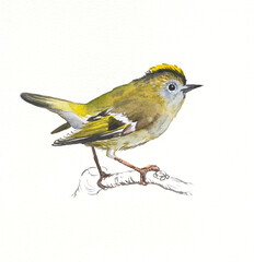 Hand drawn watercolor illustration bird Goldcrest