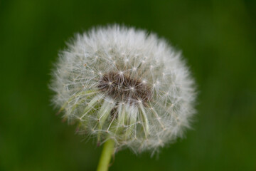 dandelion, beautiful white flowers in the meadow, floral background of delicate flowers, macro photography