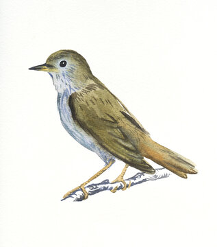 Hand drawn watercolor illustration bird Nightingale