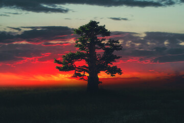 Morning sun creates a starburst through an oak tree - 418513039