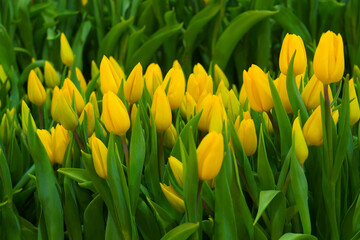 Naklejka premium yellow tulips in the flower garden.