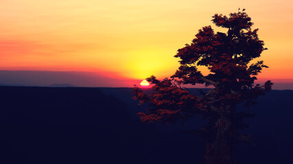 Morning sun creates a starburst through an oak tree - 418513420