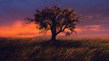 Beautiful landscape with a lonely tree in a field - 418513471