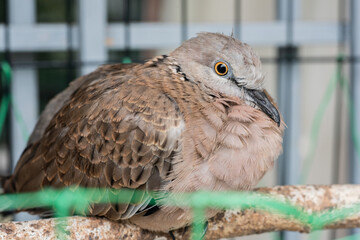 Cute Spotted dove or (spilopelia chinensis) or pearl-necked dove portrait	