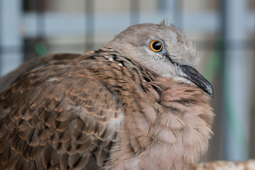 Cute Spotted dove or (spilopelia chinensis) or pearl-necked dove portrait	