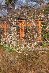 平野神社の桃桜と鳥居