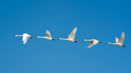 Fototapeta premium The flight Path of a single White Bewick swan in the clear blue sky