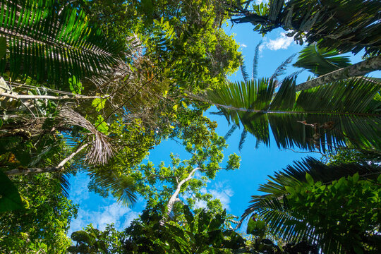 Vertical view of the rainforest in the Cuyabeno Natural Reserve, Amazon Rainforest, Ecuador