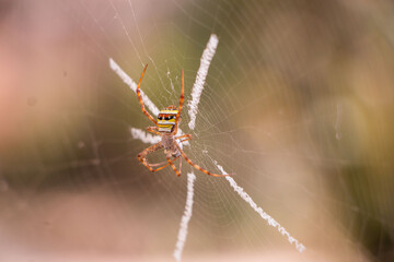 Spider on a web